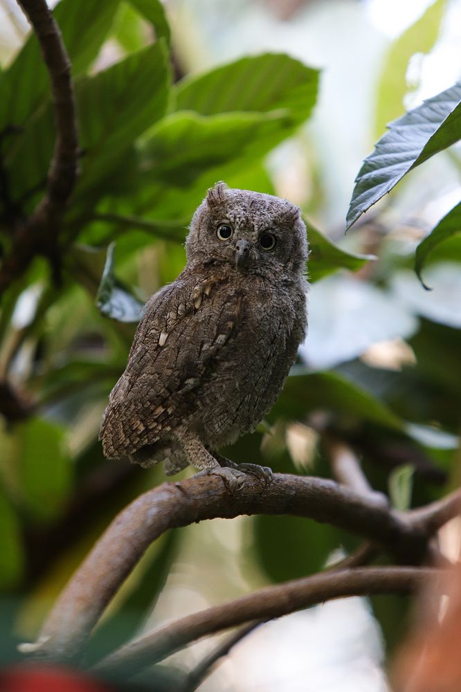 Scops owl