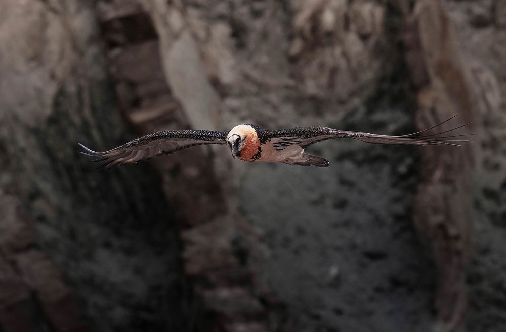 Wildlife