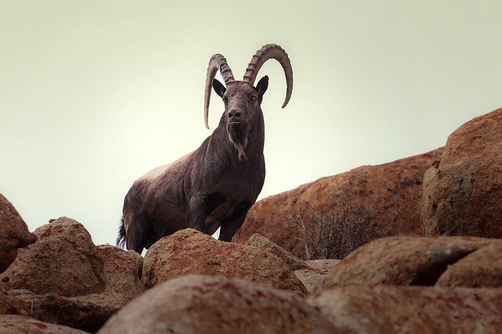 Wildlife