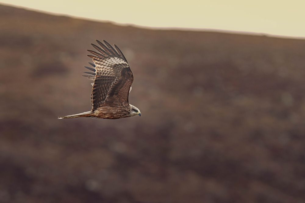 Wildlife