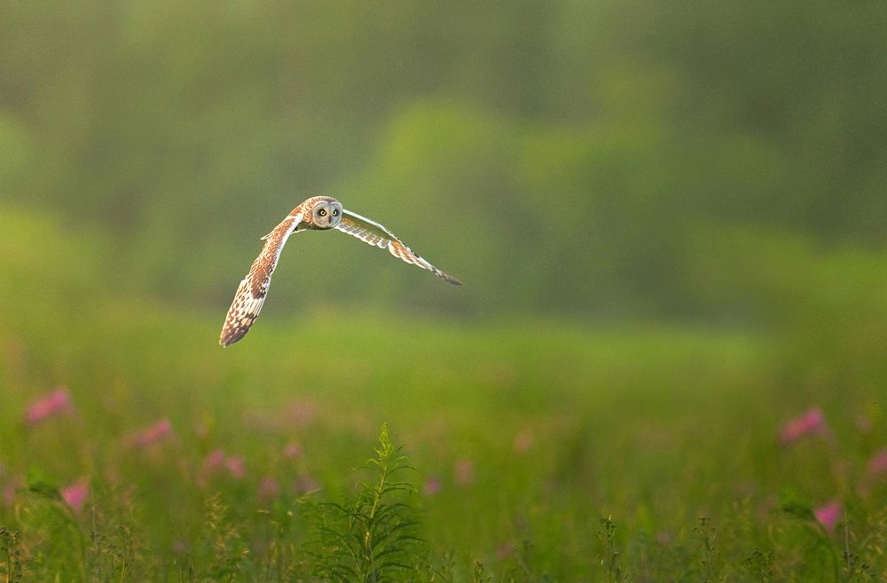 Wildlife