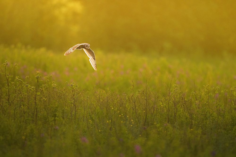 Wildlife