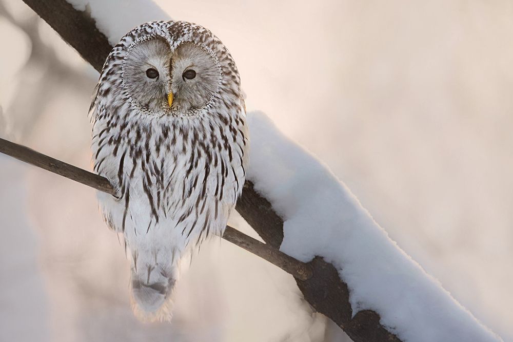 Wildlife