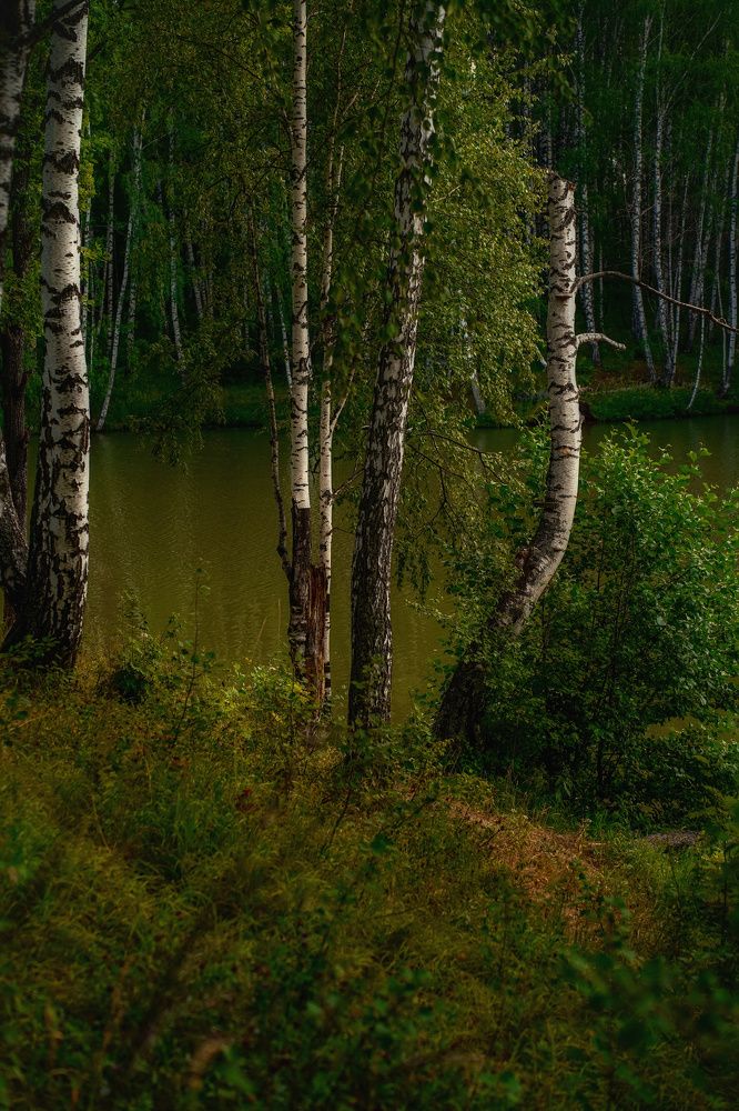 Лесное