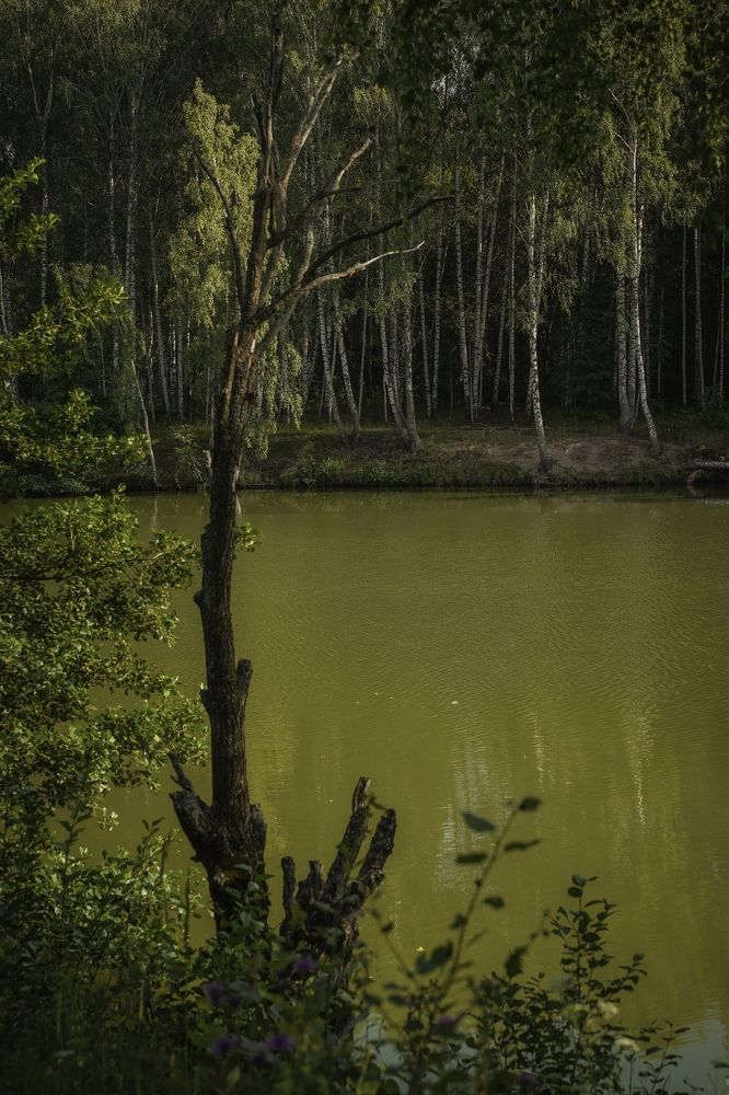Лесное