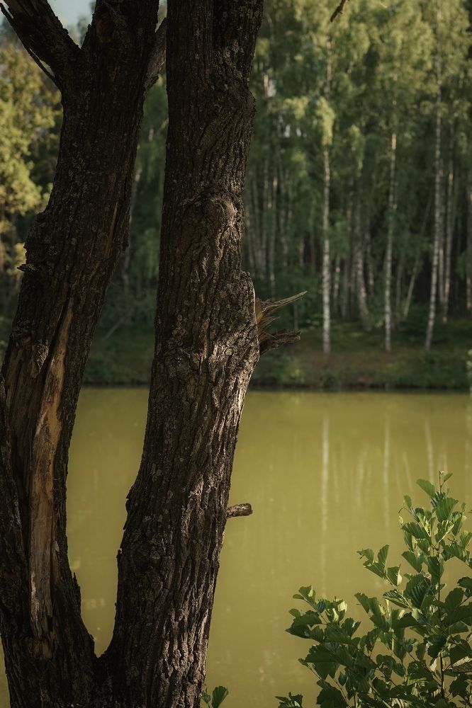 Лесное