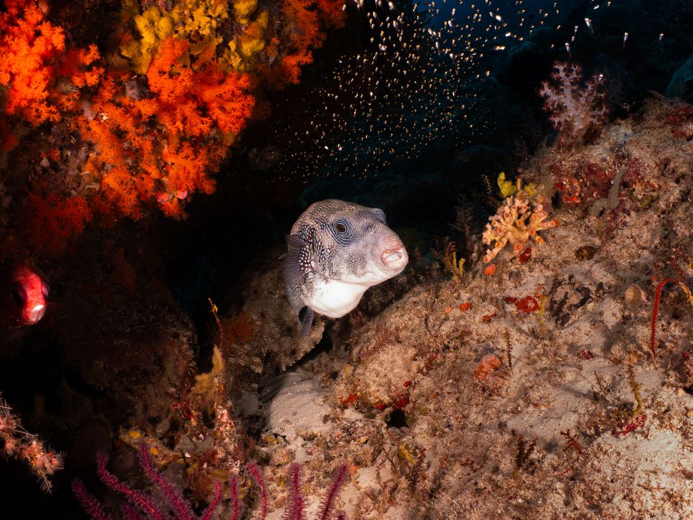 Ocean Dream: A health ecosystem