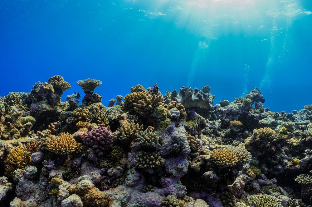 Ocean Dream: A health ecosystem