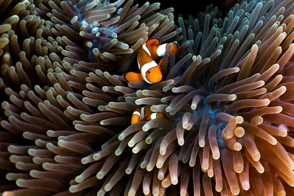 Ocean Dream: A health ecosystem