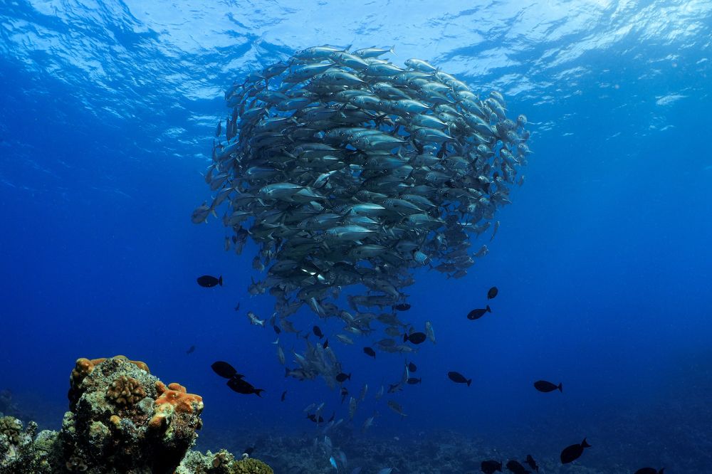 Ocean Dream: A health ecosystem