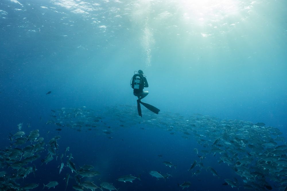 Ocean Dream: A health ecosystem