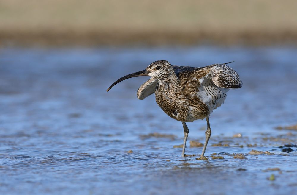 Средний кроншнеп