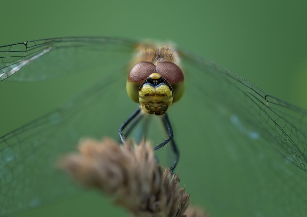 Photo 2668268