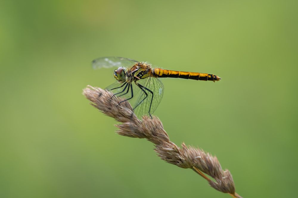 Photo 2668269