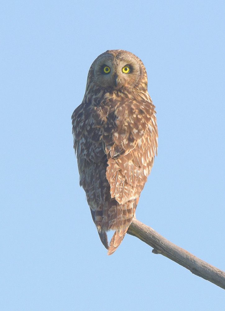 Asio flammeus Сова - большая голова.