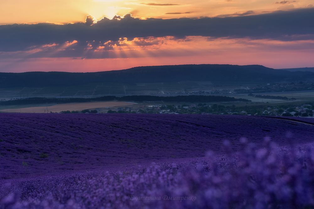 Закат в лавандовом поле