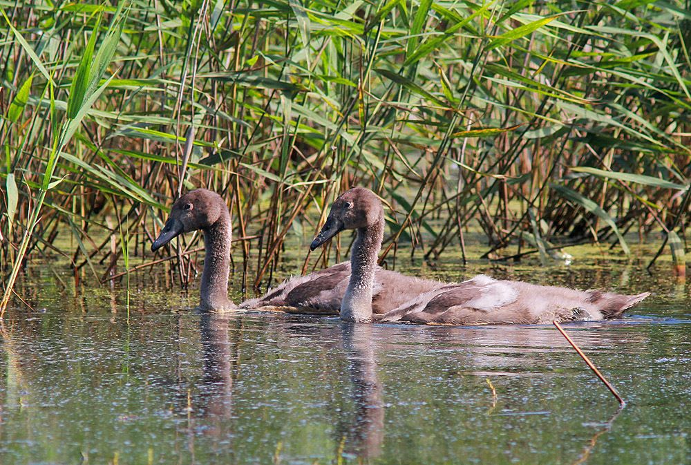 Семейка лебедей