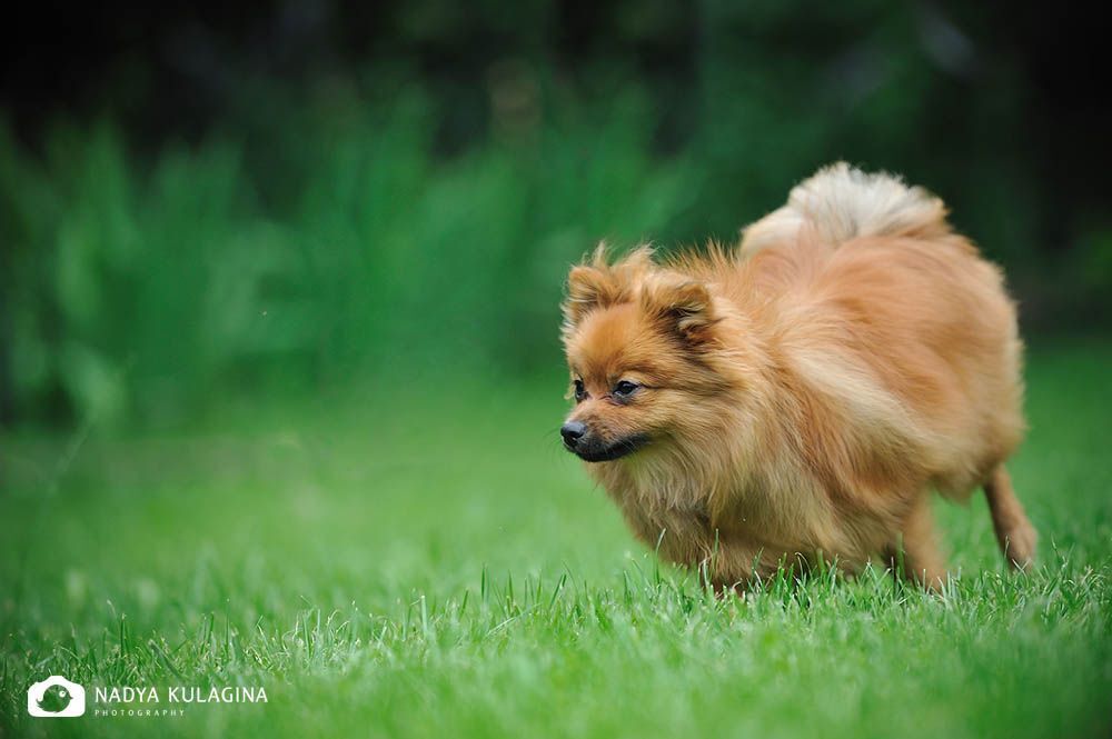The Chase