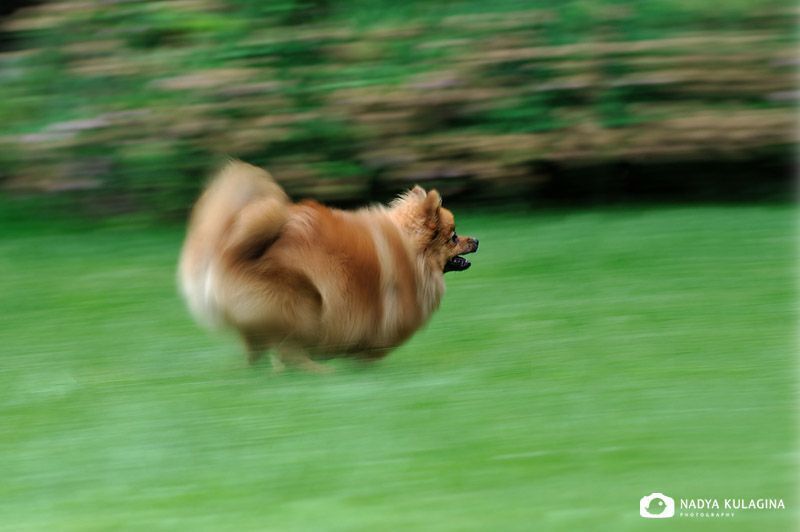 The Chase