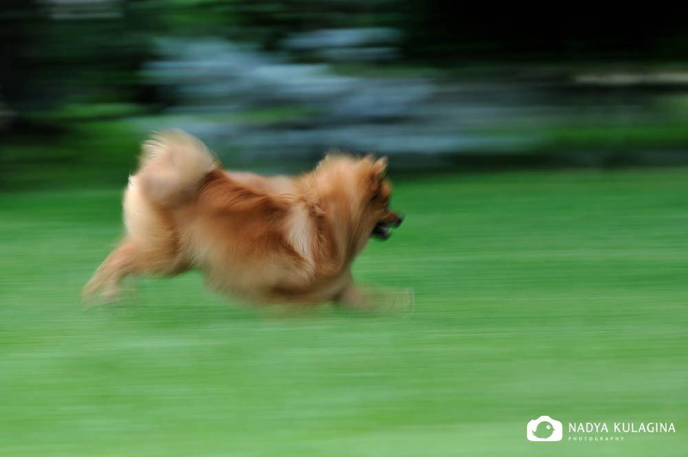The Chase
