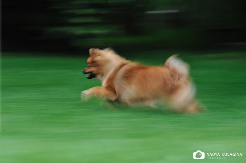 The Chase