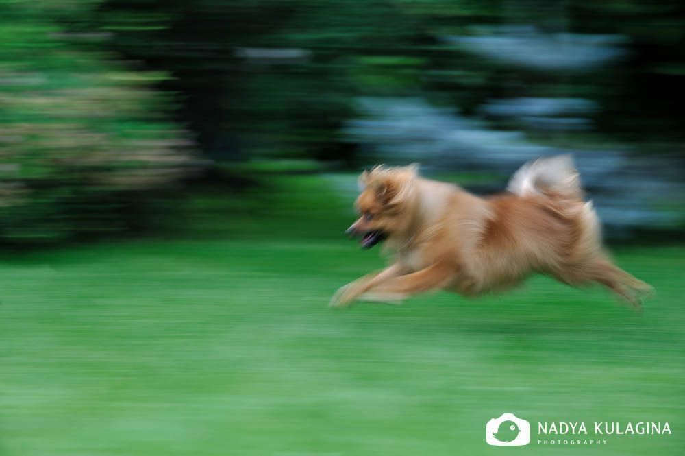 The Chase