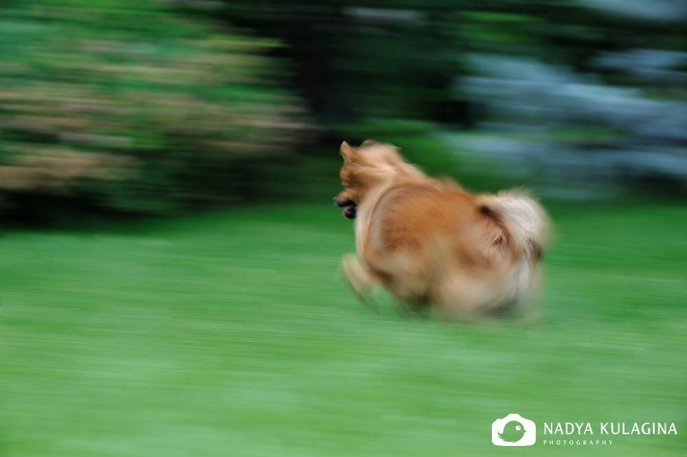 The Chase