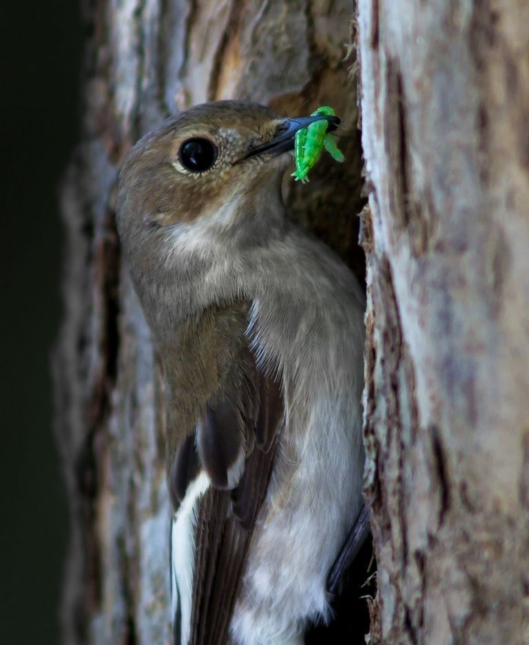 Photo 267979