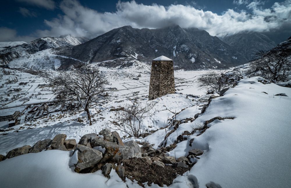 Крымская сосна