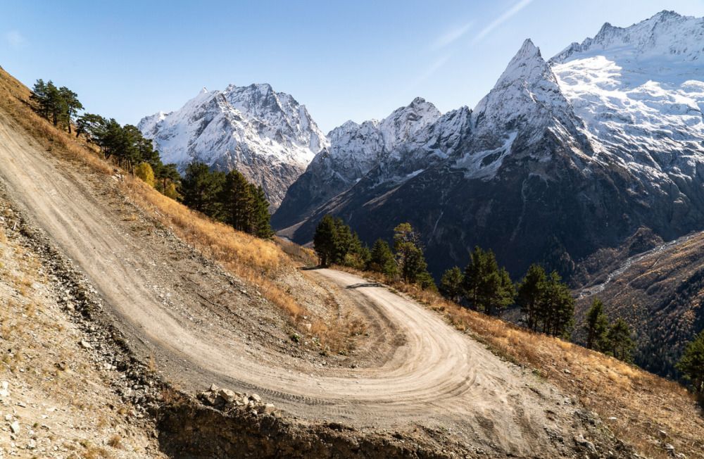 Крымская сосна