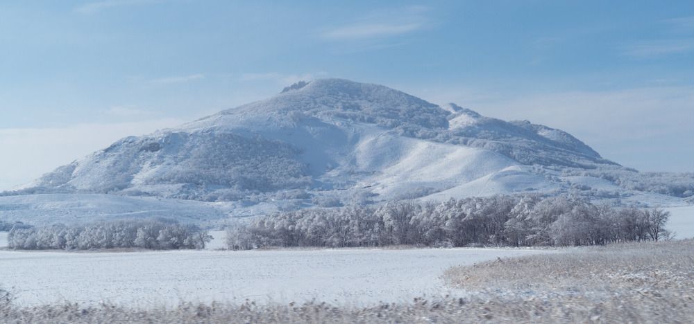 Крымская сосна