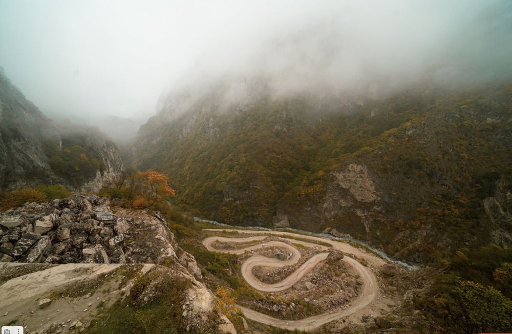 Крымская сосна