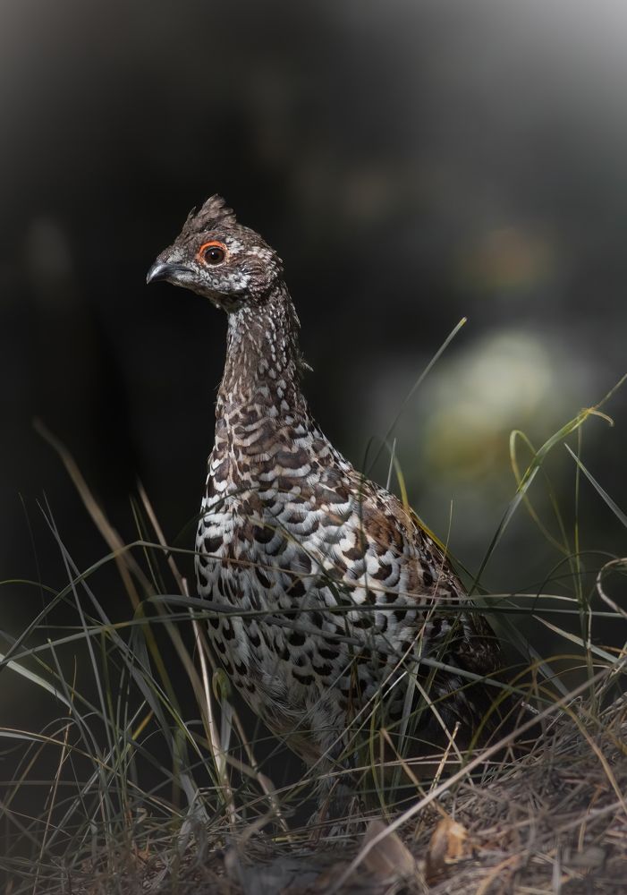 Рябчик Tetrastes bonasia