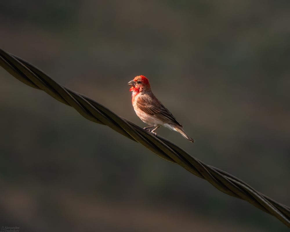Чечевица/ Rosefinch
