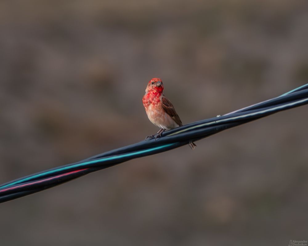 Чечевица/ Rosefinch
