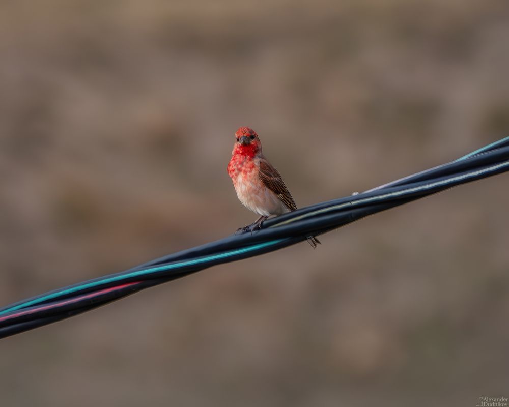 Чечевица/ Rosefinch