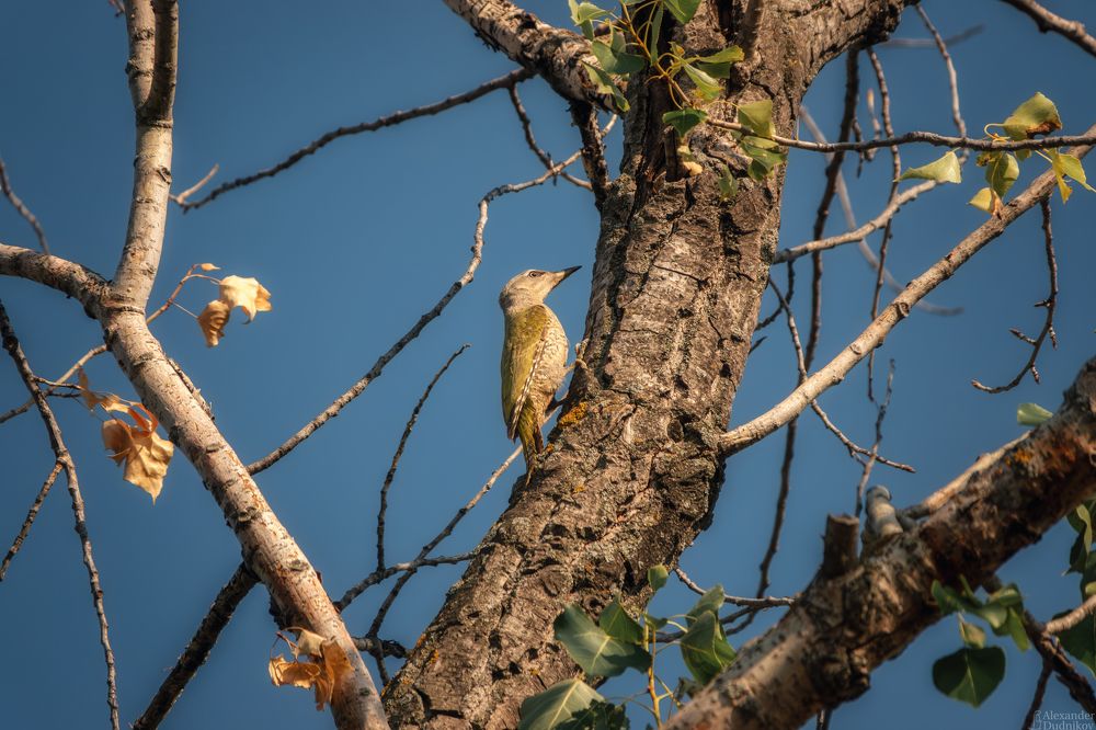 Picus canus/ Седой дятел/ Grey-headed woodpecker