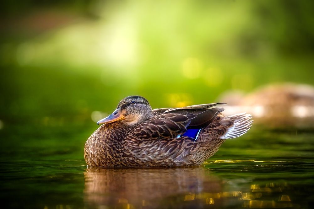 Photo 2672620