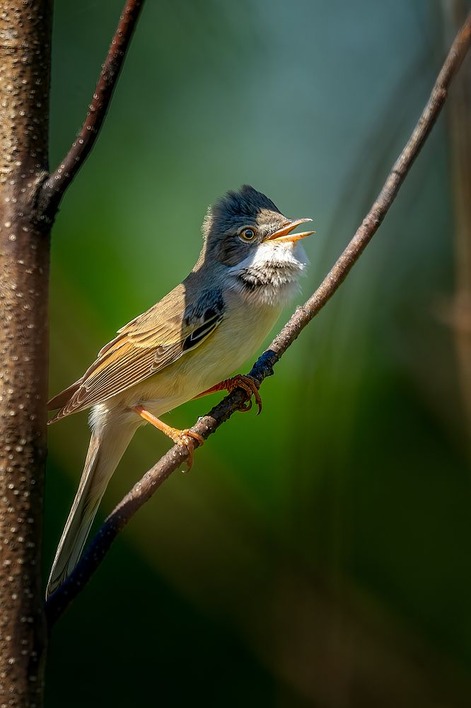 Photo 2672624
