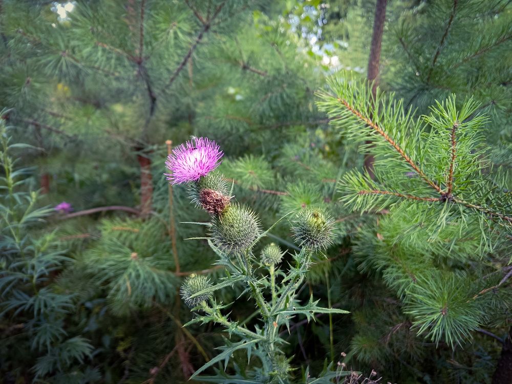 Photo 2672951