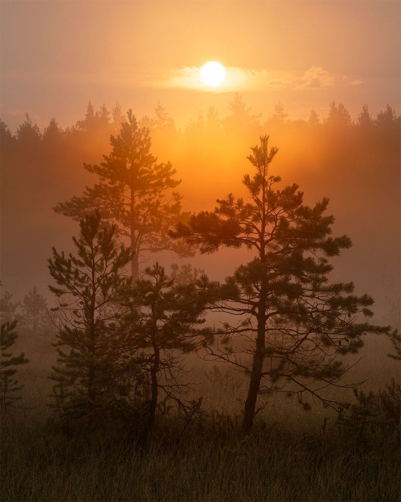 Рассвет на болоте