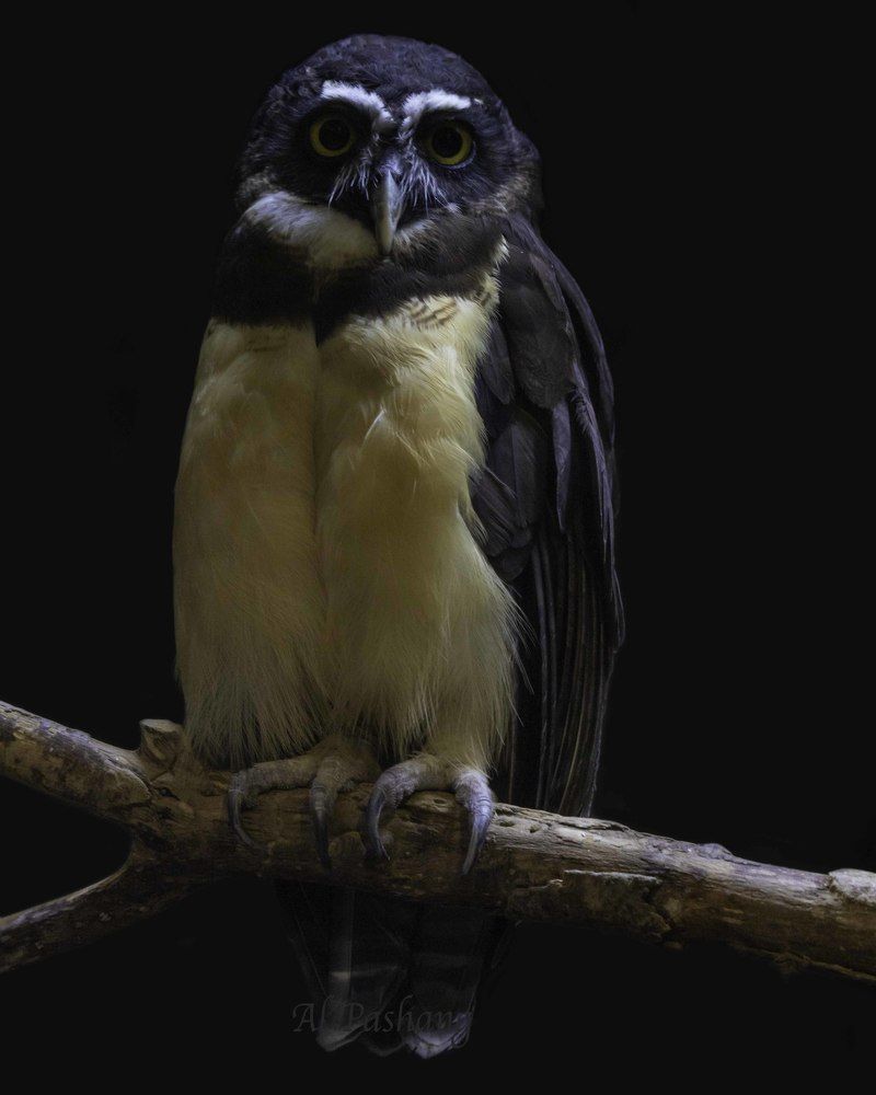 Spectacled owl