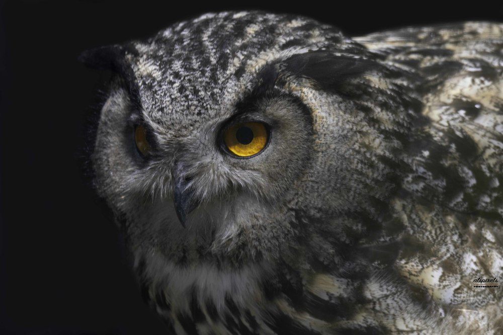 Eurasian Eagle Owl