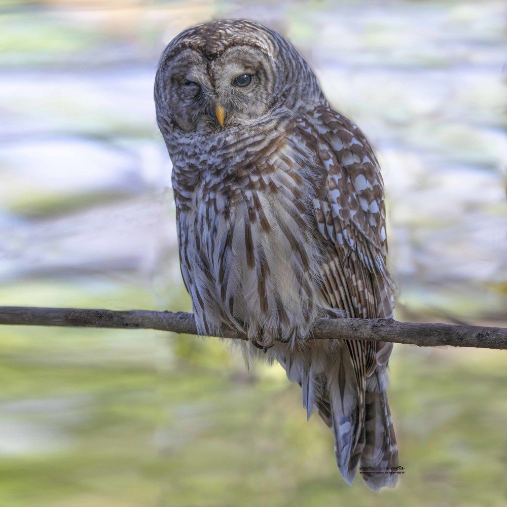 Barred owl