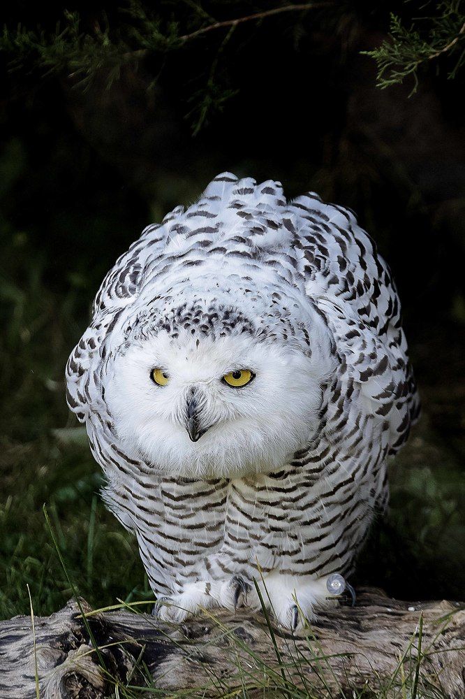 Snowy owl