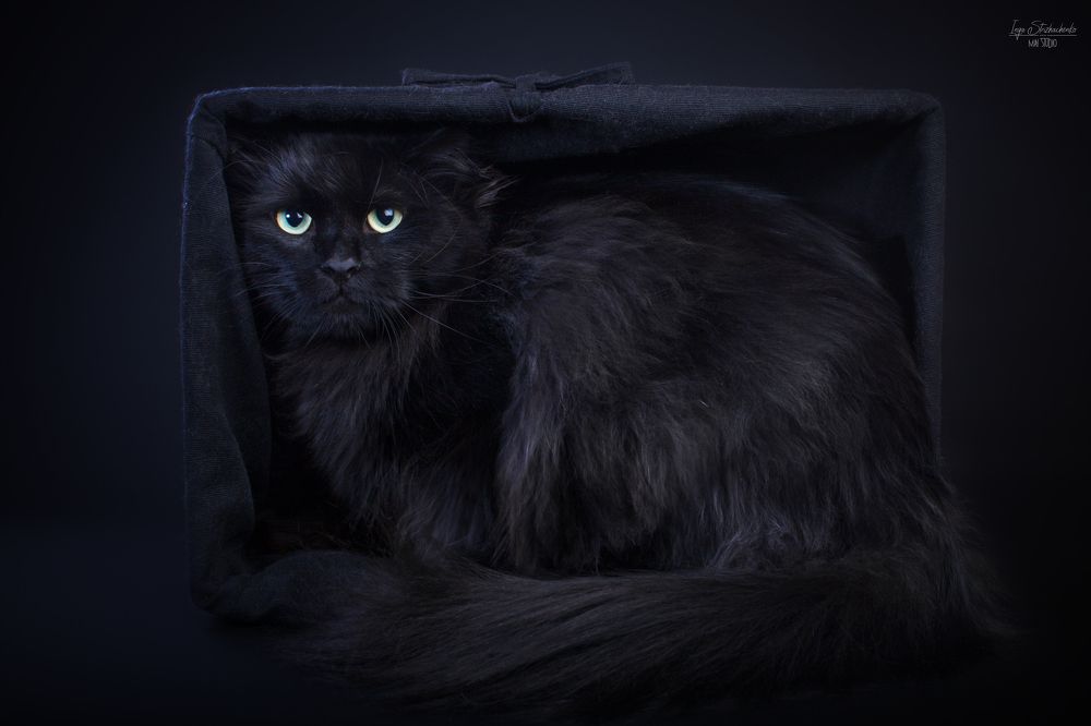 Квадрат Котевича