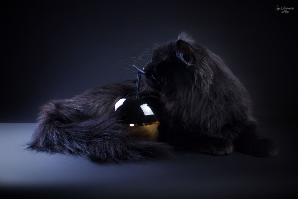 Simuran Onix, siberian cat