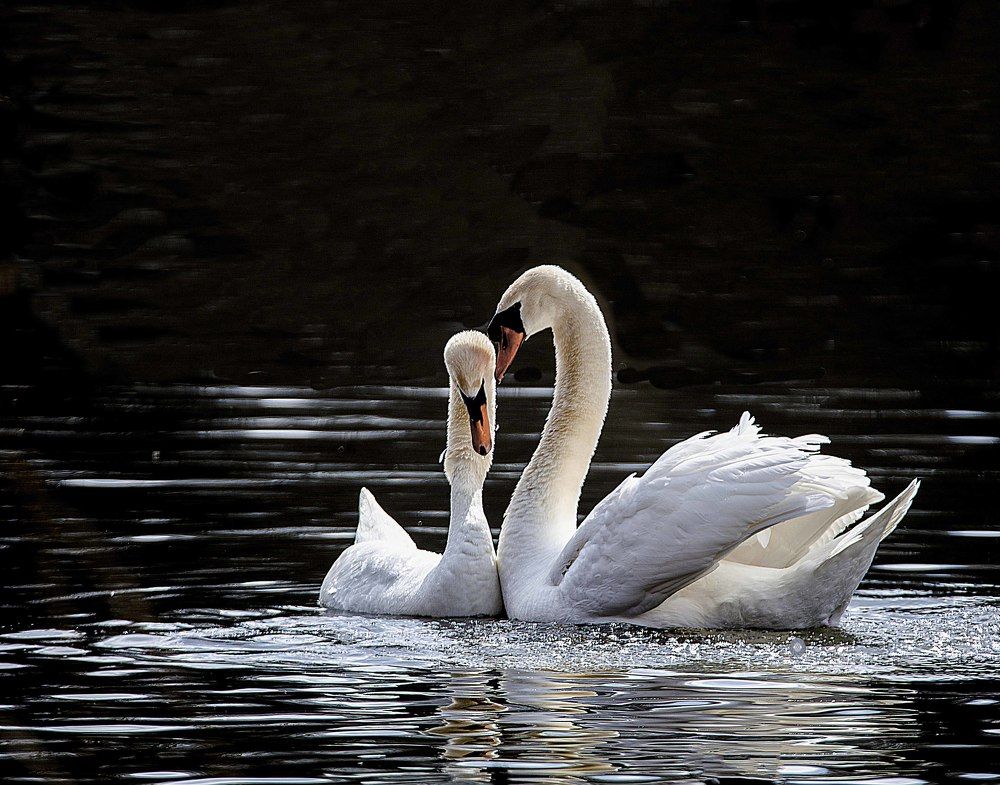 Mute swan in love.
