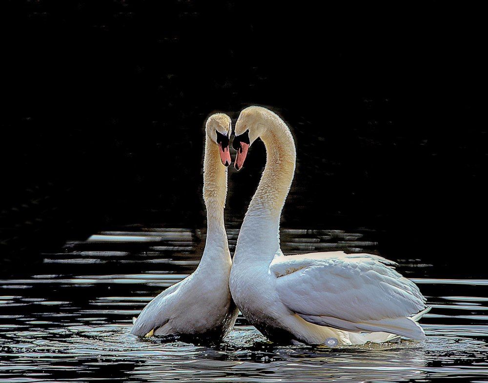 Mating dance.