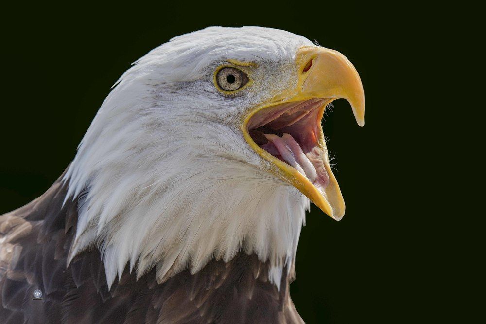 Bald eagle-The bald eagle is a bird of prey found in North America. A sea eagle, it has two known subspecies and forms a species pair with the white-tailed eagle, which occupies the same niche as the bald eagle in the Palearctic.